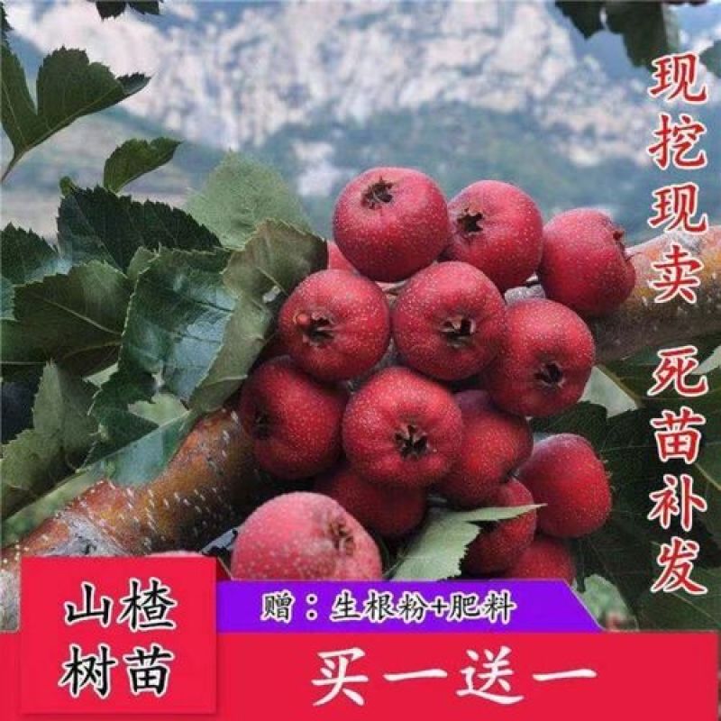 优质多种山楂苗，基地直供，现挖现买死苗补发，诚信经营