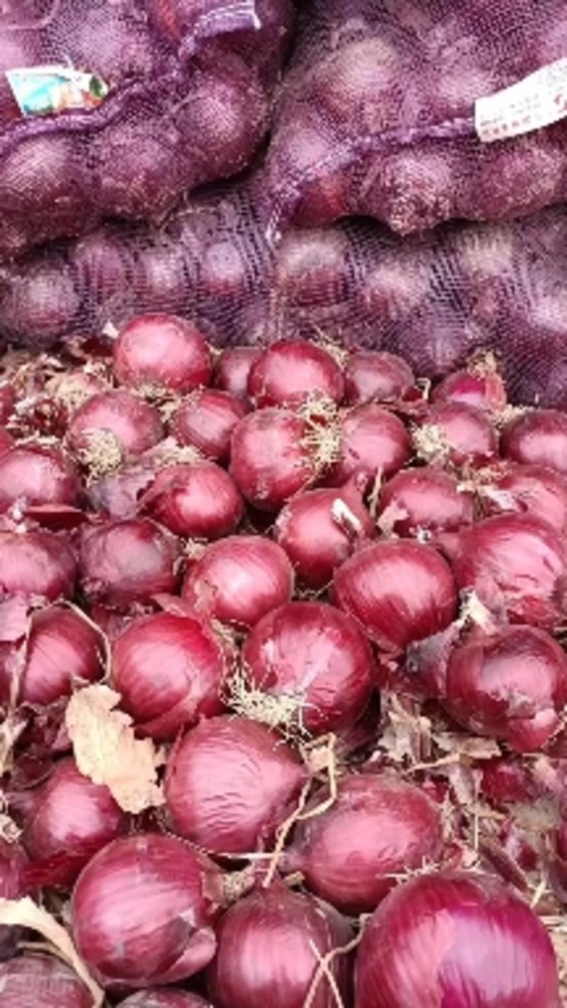 甘肃金武地区红皮，紫皮，黄皮洋葱，现大量现货