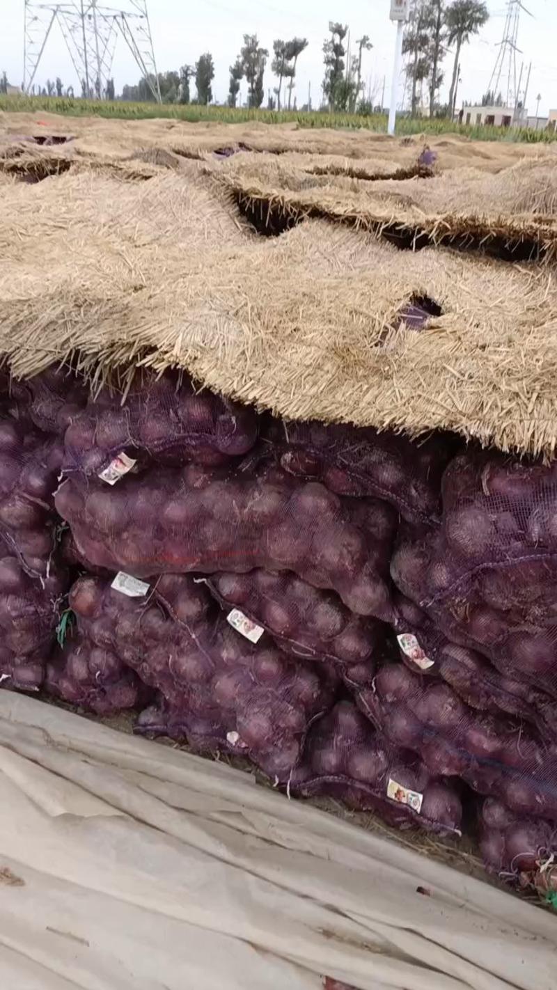 甘肃金武地区红皮，紫皮，黄皮洋葱，现大量现货