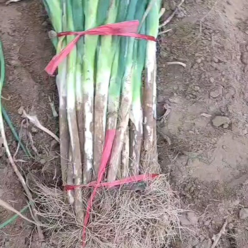 长白大葱，精品质量，以诚为本，保证客户利润，毛，净都可以