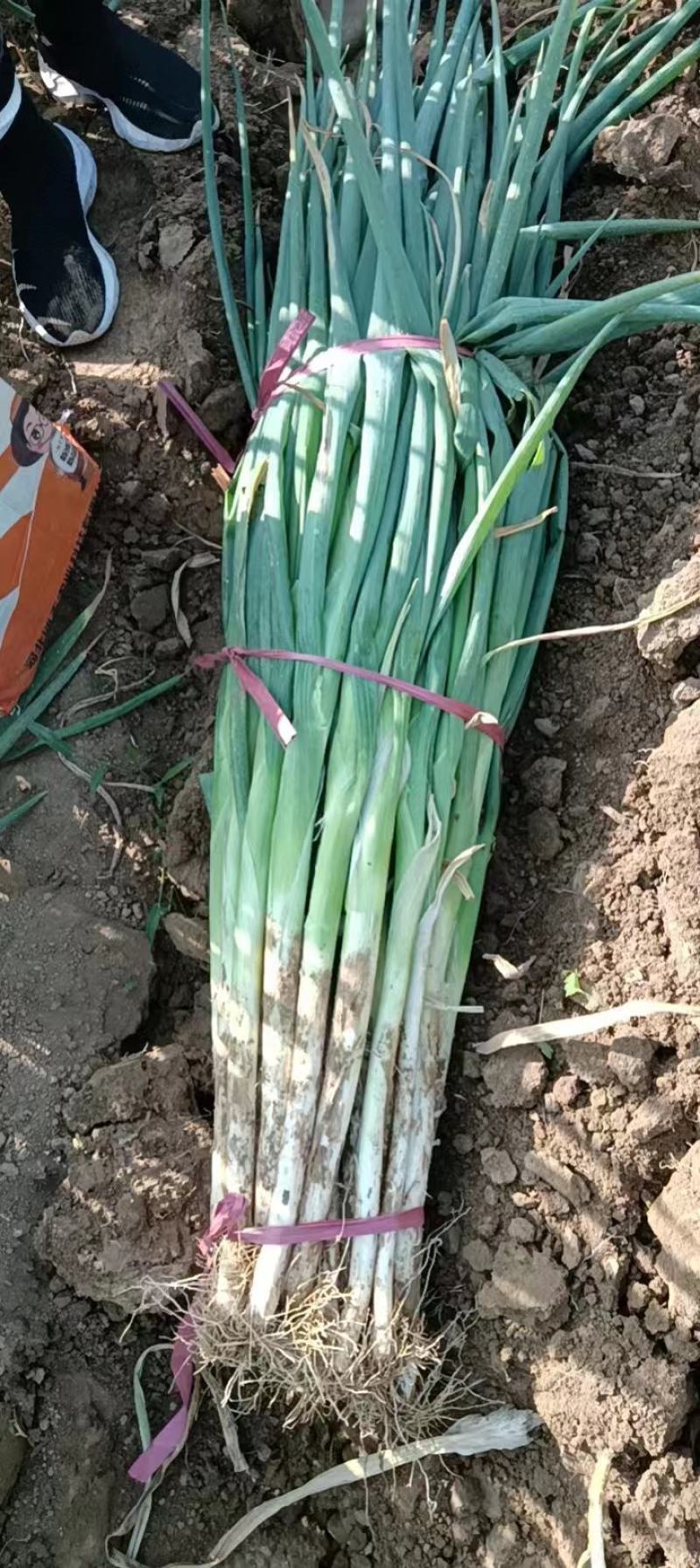 精品长白大葱基地直供一手货源品质保证价格实惠欢迎采购