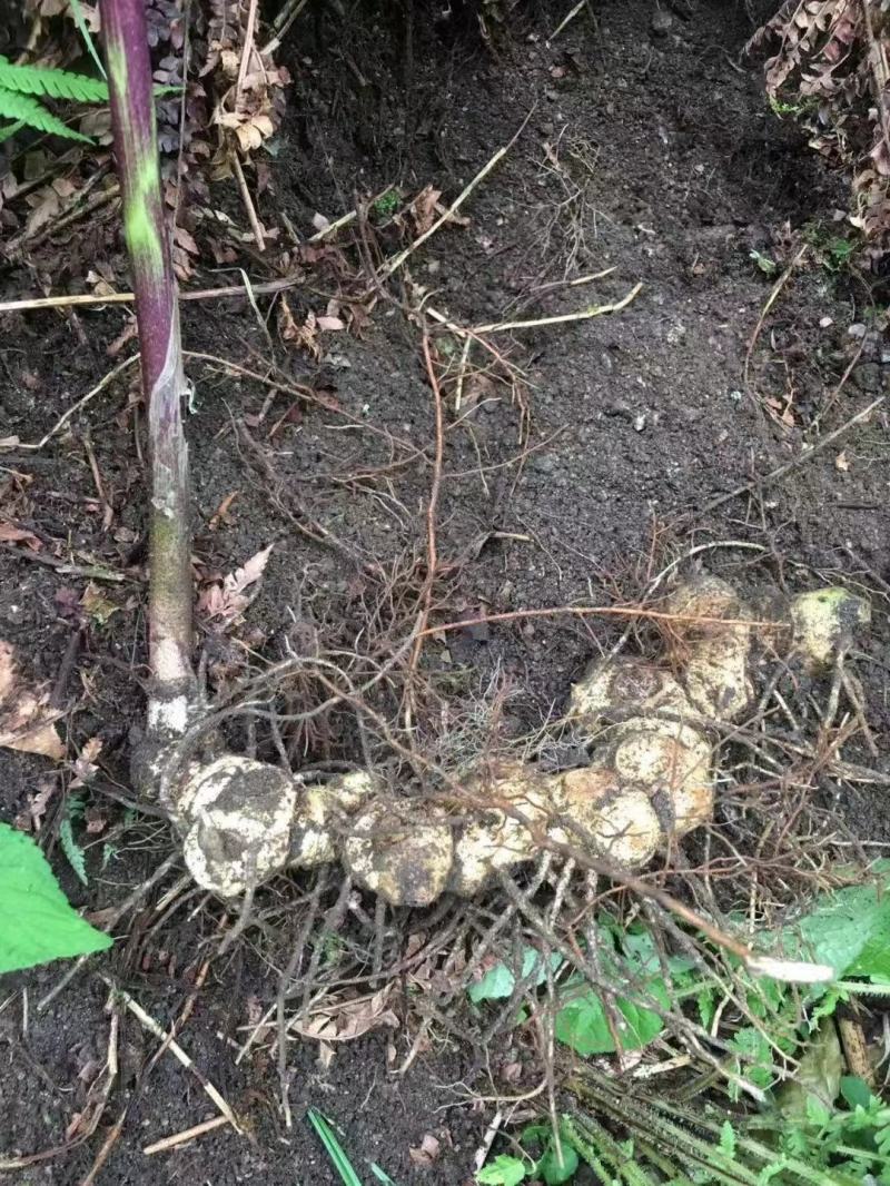 野生黄精九蒸九晒软黄精个大肉足软糯香甜一斤起发