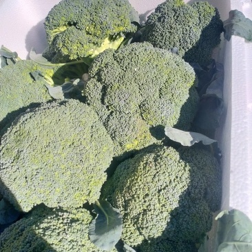西兰花，个头均匀，小米，中米，花行好看，四季有货