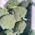 西兰花，个头均匀，小米，中米，花行好看，四季有货
