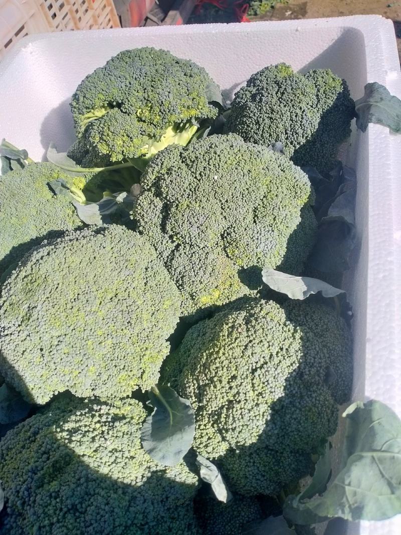 西兰花，个头均匀，小米，中米，花行好看，四季有货