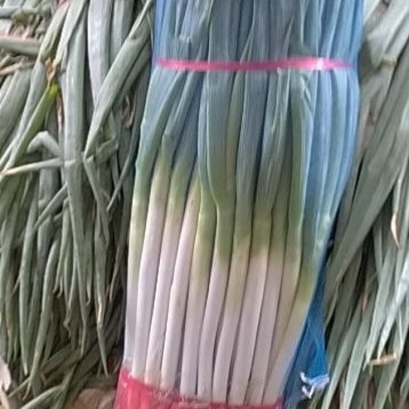 钢葱