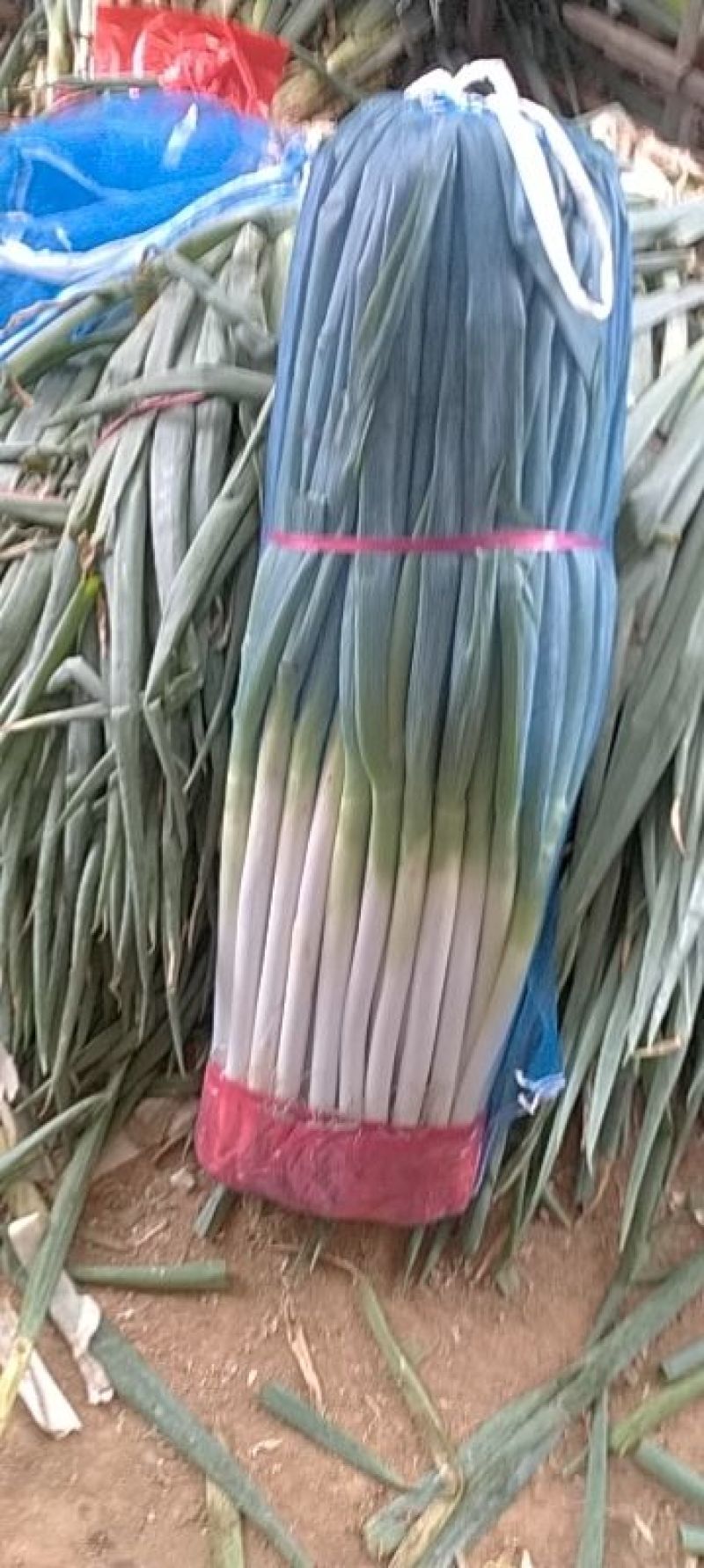 钢葱