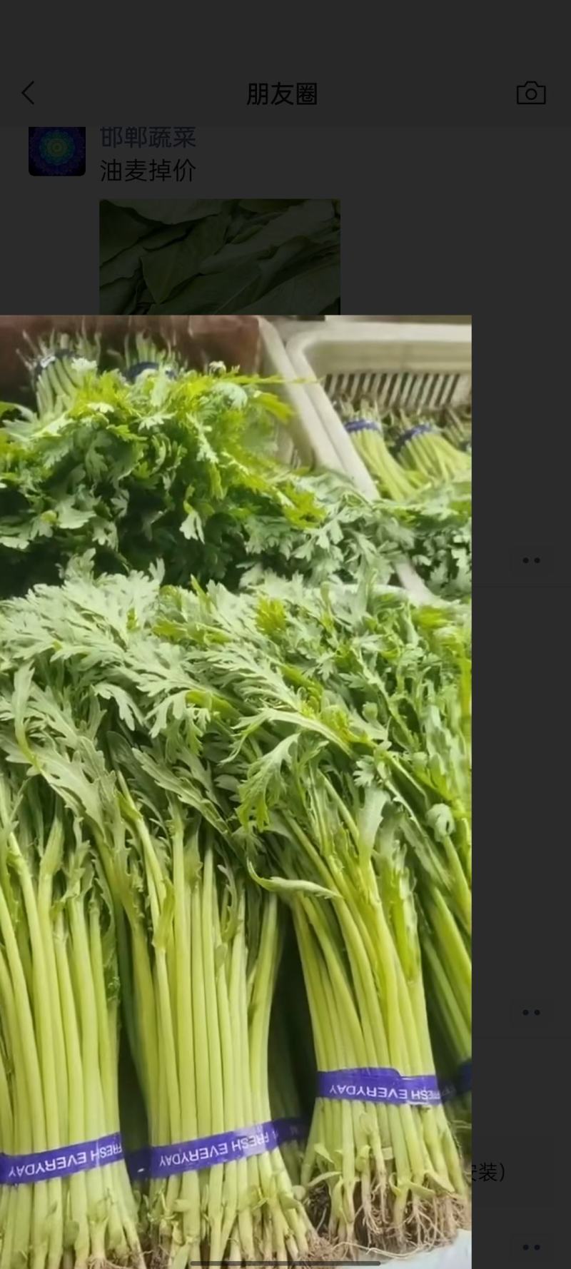 茼蒿，高度30，叶片嫩绿，杆嫩无空心，四季有货