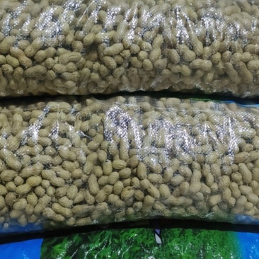 辽宁花生白果分级果，油料米，油料果