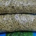 辽宁花生白果分级果，油料米，油料果