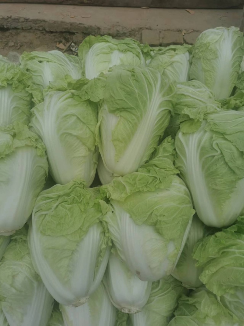 白菜夏阳白菜，原产地发货，量大从优，欢迎各位老板前来