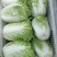 白菜夏阳白菜，原产地发货，量大从优，欢迎各位老板前来