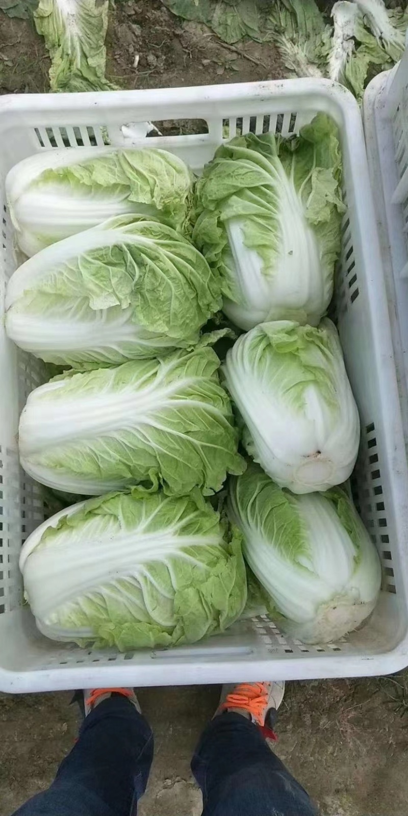 白菜夏阳白菜，原产地发货，量大从优，欢迎各位老板前来