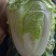 白菜夏阳白菜，原产地发货，量大从优，欢迎各位老板前来