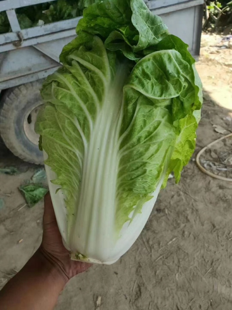 白菜夏阳白菜，原产地发货，量大从优，欢迎各位老板前来