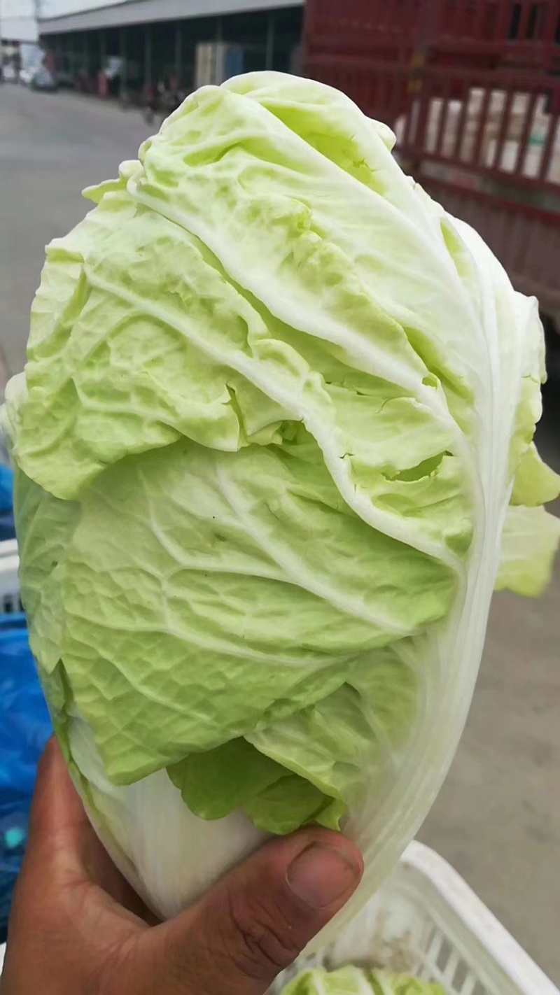 白菜夏阳白菜，原产地发货，量大从优，欢迎各位老板前来