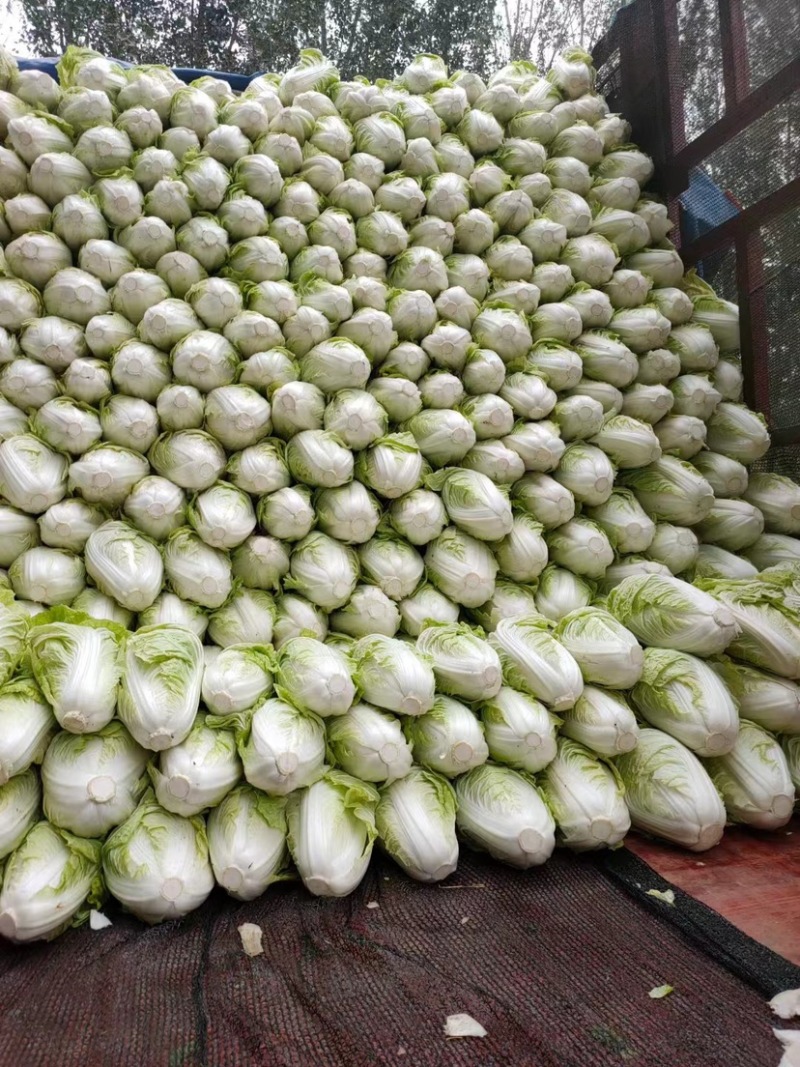 白菜夏阳白菜，原产地发货，量大从优，欢迎各位老板前来