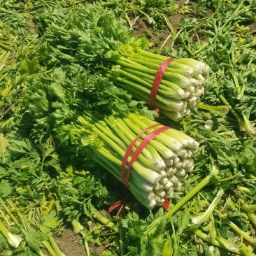 精品西芹菜,无丝无空心,口感翠绿,颜色好,芹菜,欢迎致电