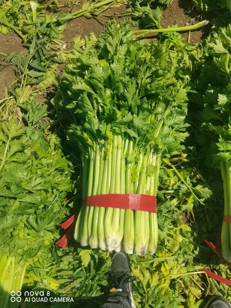精品西芹菜，无丝无空心，口感翠绿，颜色好，芹菜，欢迎致电
