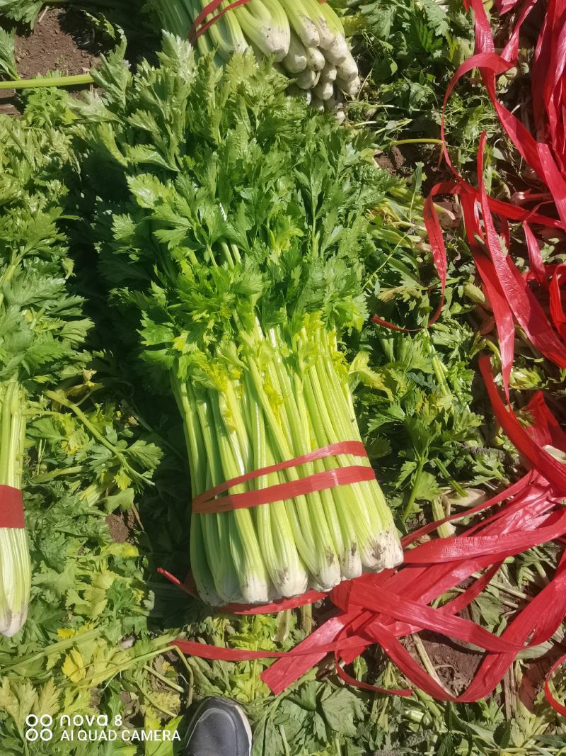 精品西芹菜，无丝无空心，口感翠绿，颜色好，芹菜，欢迎致电