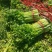 精品西芹菜,无丝无空心,口感翠绿,颜色好,芹菜,欢迎致电
