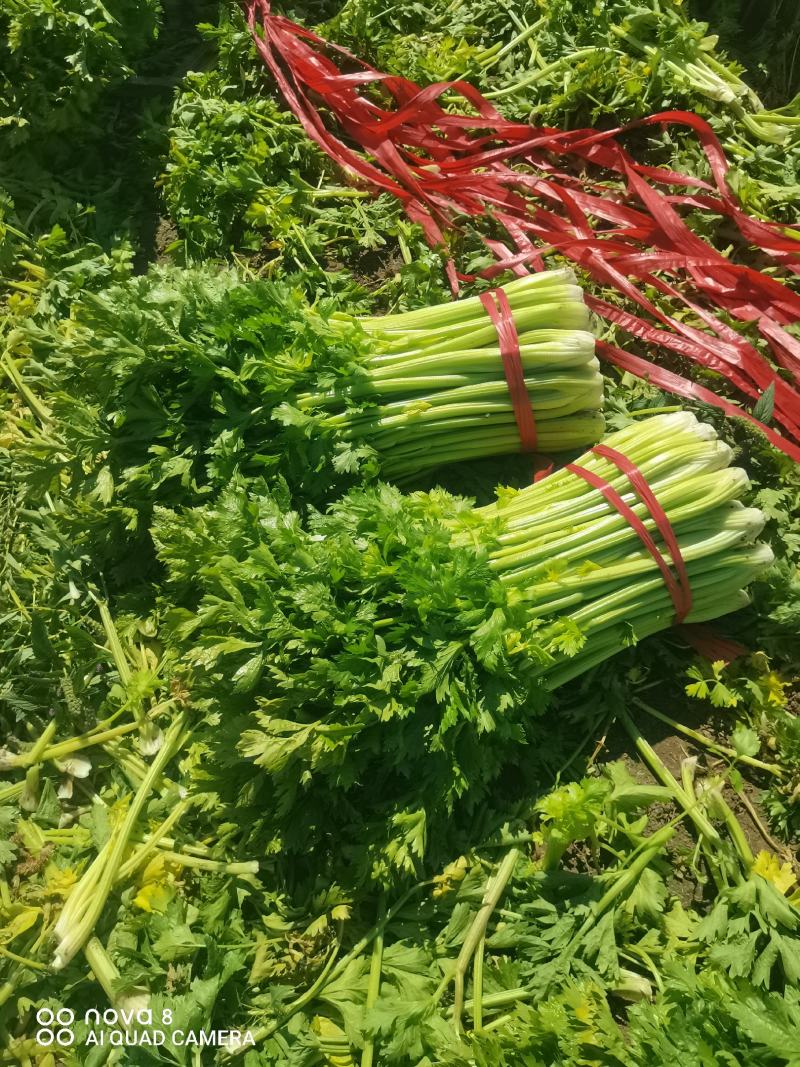 精品西芹菜，无丝无空心，口感翠绿，颜色好，芹菜，欢迎致电