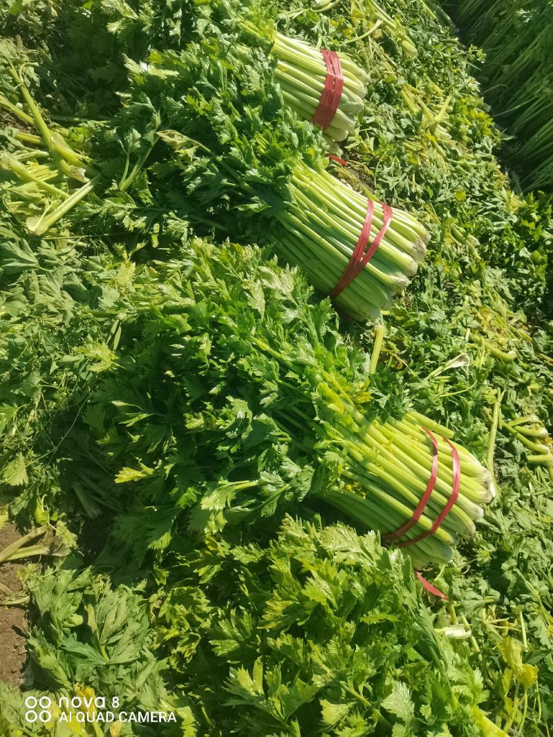 精品西芹菜，无丝无空心，口感翠绿，颜色好，芹菜，欢迎致电