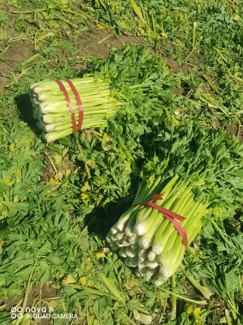 精品西芹菜，无丝无空心，口感翠绿，颜色好，芹菜，欢迎致电