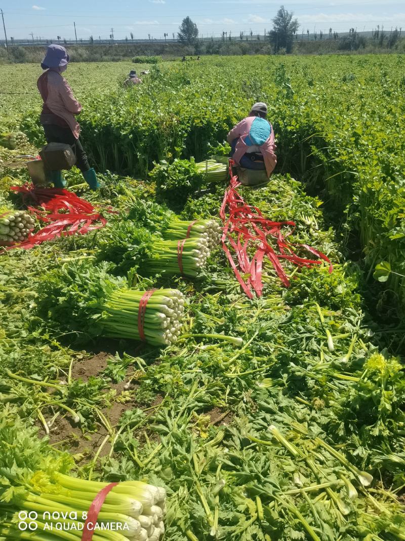 精品西芹菜，无丝无空心，口感翠绿，颜色好，芹菜，欢迎致电