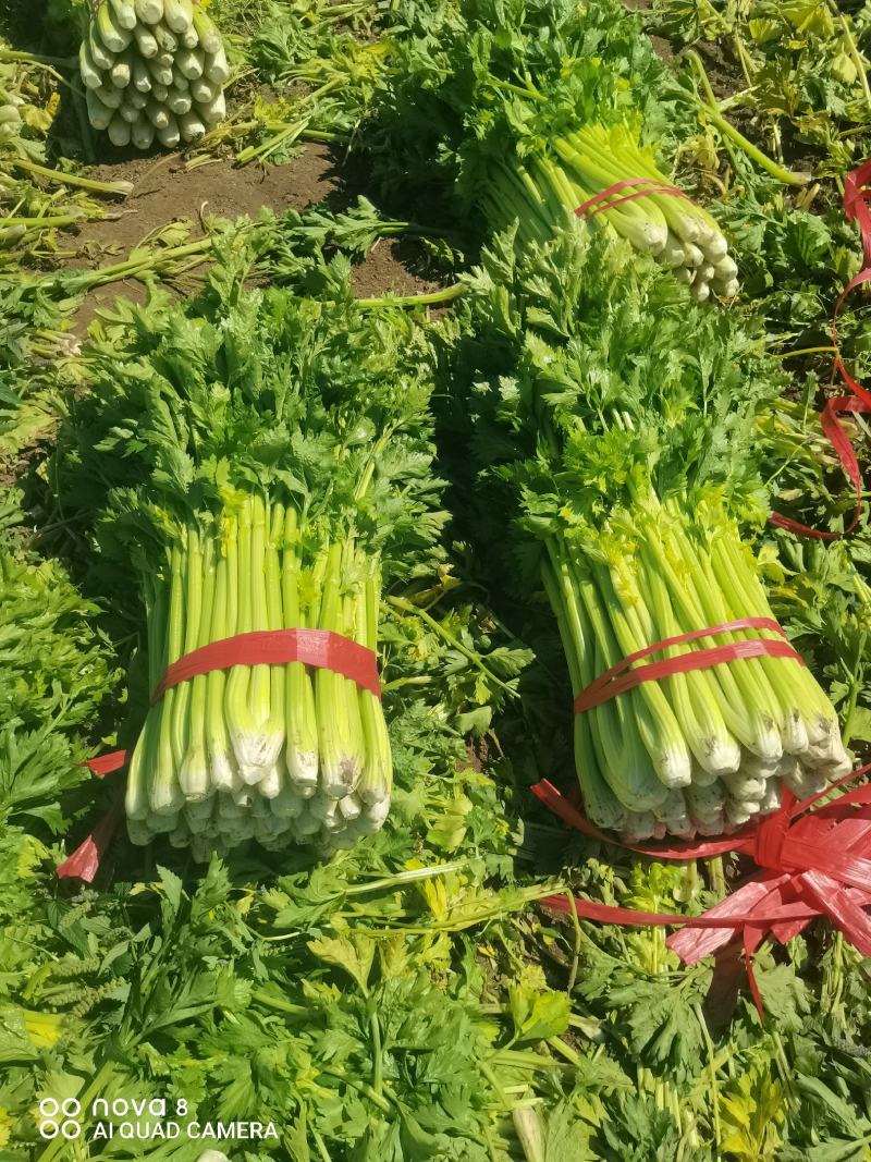 精品西芹菜，无丝无空心，口感翠绿，颜色好，芹菜，欢迎致电