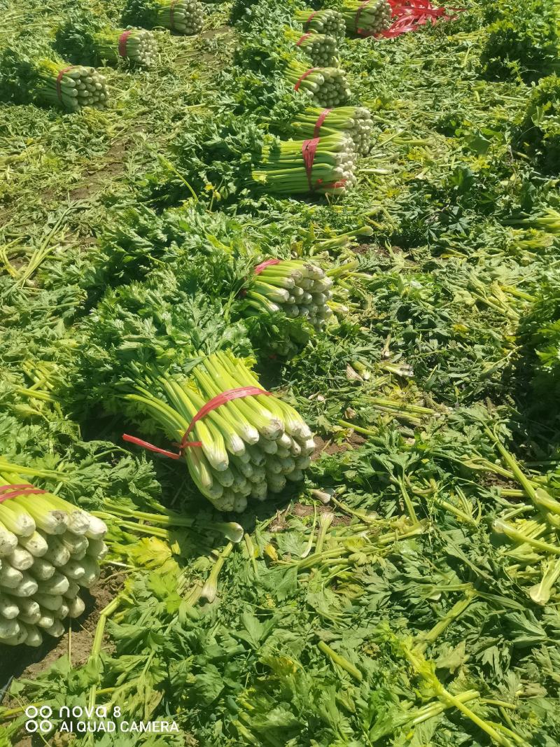 精品西芹菜，无丝无空心，口感翠绿，颜色好，芹菜，欢迎致电