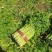 精品西芹菜,无丝无空心,口感翠绿,颜色好,芹菜,欢迎致电