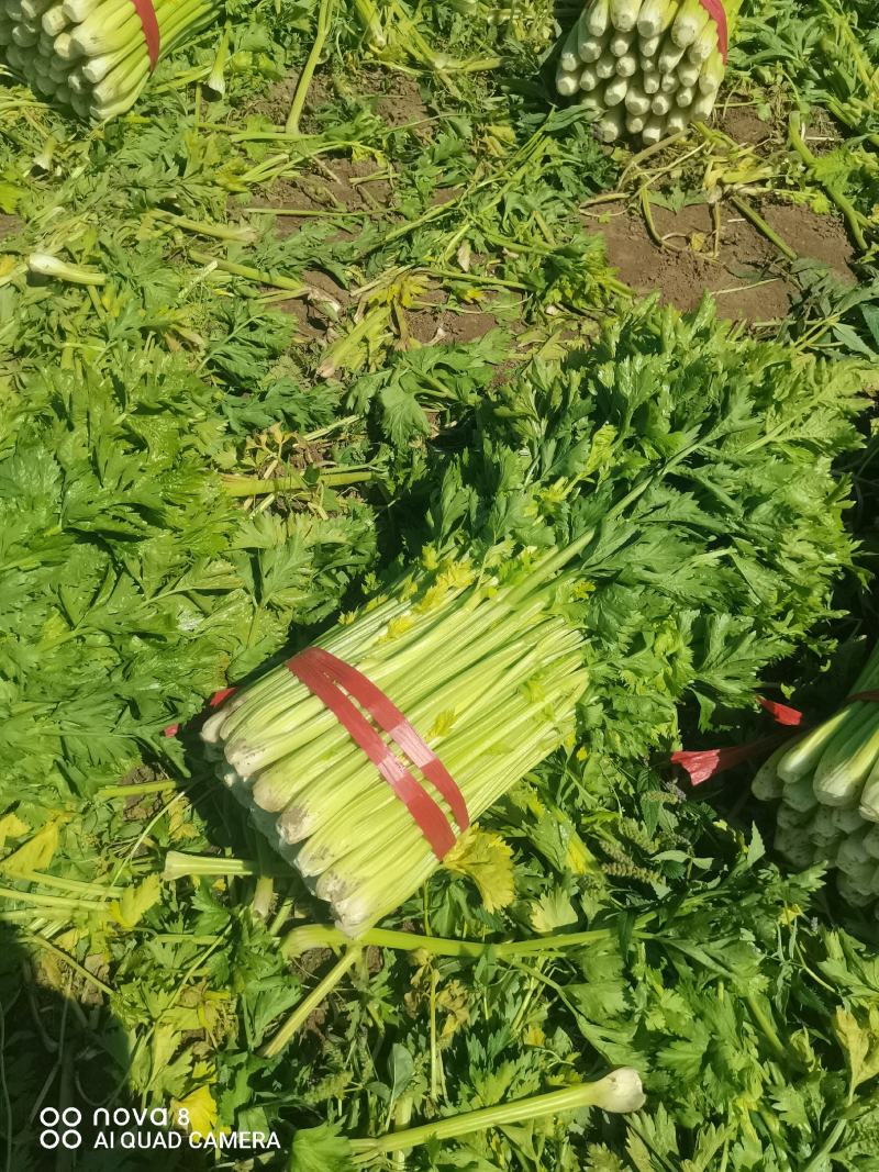 精品西芹菜，无丝无空心，口感翠绿，颜色好，芹菜，欢迎致电