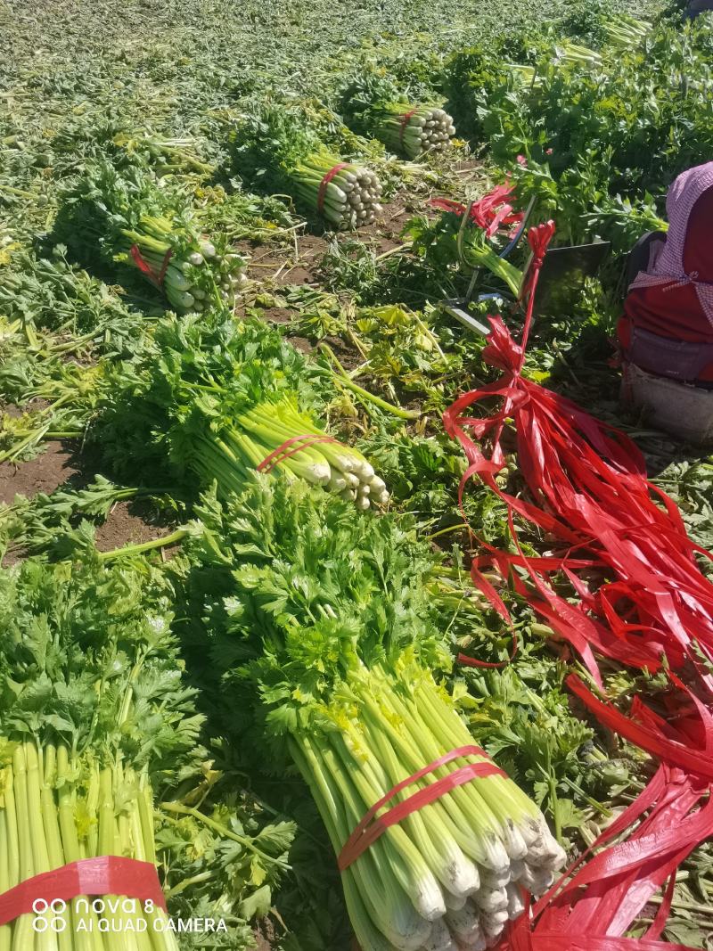 精品西芹菜，无丝无空心，口感翠绿，颜色好，芹菜，欢迎致电