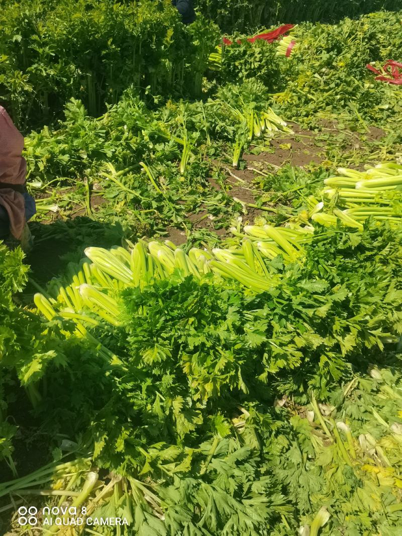 精品西芹菜，无丝无空心，口感翠绿，颜色好，芹菜，欢迎致电