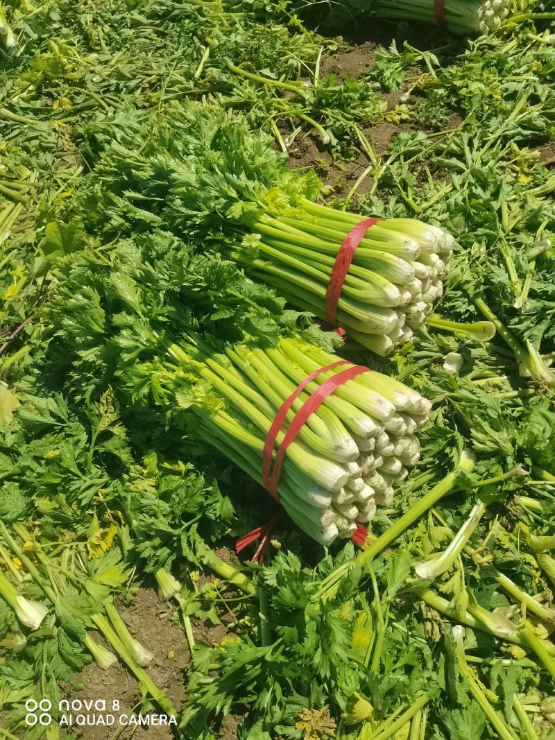 精品西芹菜，无丝无空心，口感翠绿，颜色好，芹菜，欢迎致电