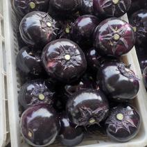 紫光圆茄，精品，基地直供
