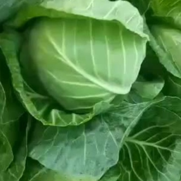 精品甘蓝大量有货