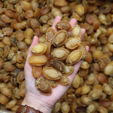 C厂180头大连鲍鱼干特价货颜色一般性价比高口感弹牙紧实