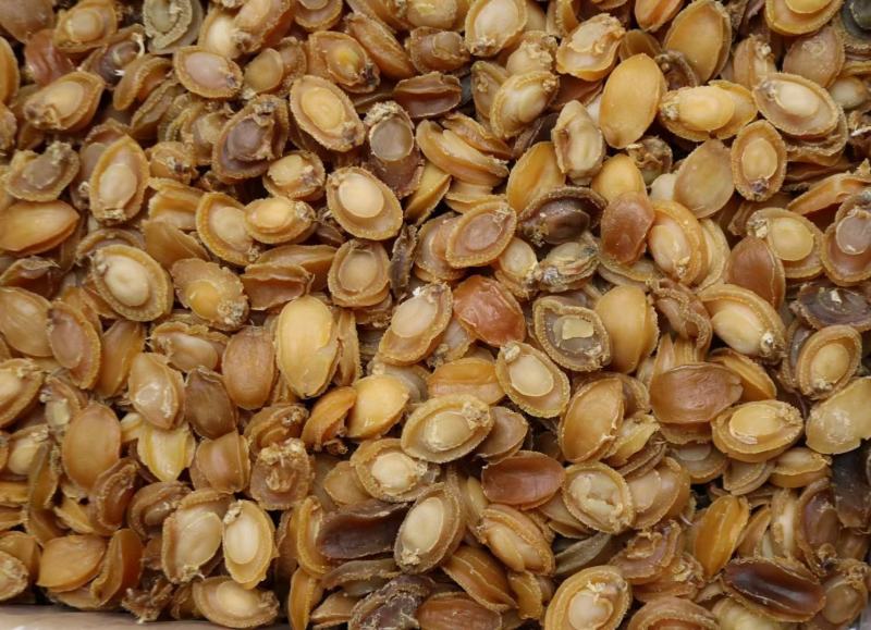 C厂180头大连鲍鱼干特价货颜色一般性价比高口感弹牙紧实