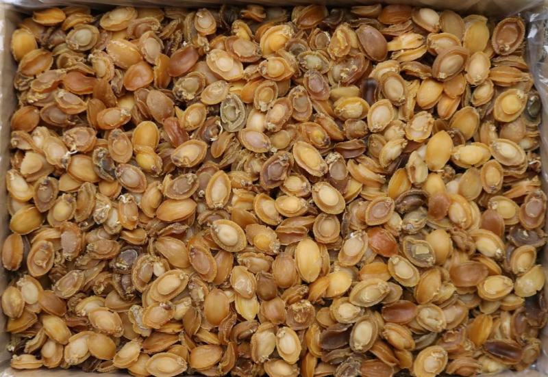 C厂180头大连鲍鱼干特价货颜色一般性价比高口感弹牙紧实