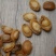C厂180头大连鲍鱼干特价货颜色一般性价比高口感弹牙紧实
