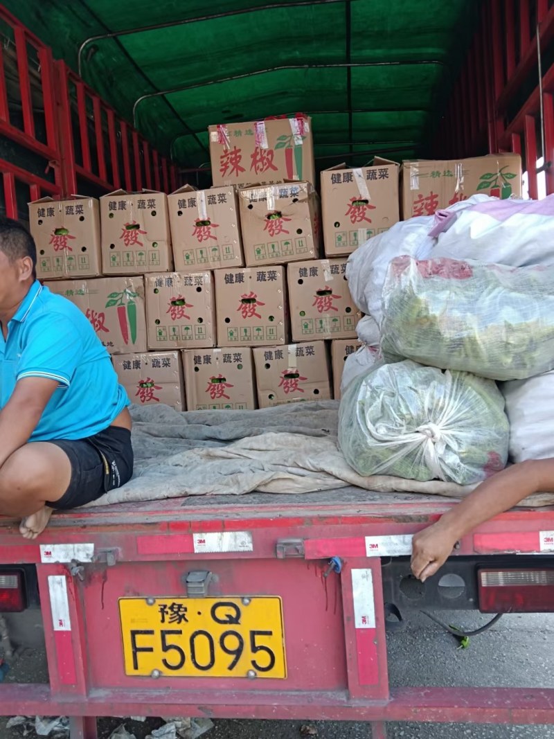 【基地】3000亩黄皮尖椒大量上市品质好一手货源全国发