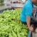 【基地】3000亩黄皮尖椒大量上市品质好一手货源全国发