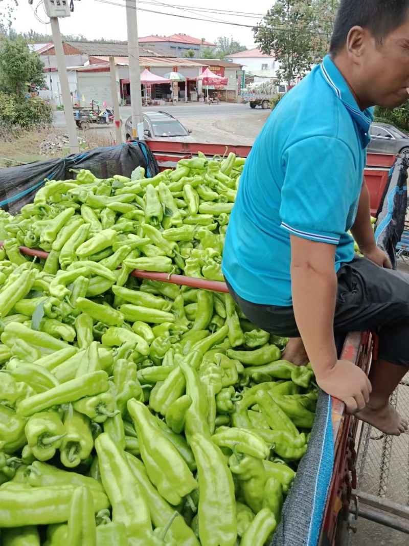 【基地】3000亩黄皮尖椒大量上市品质好一手货源全国发
