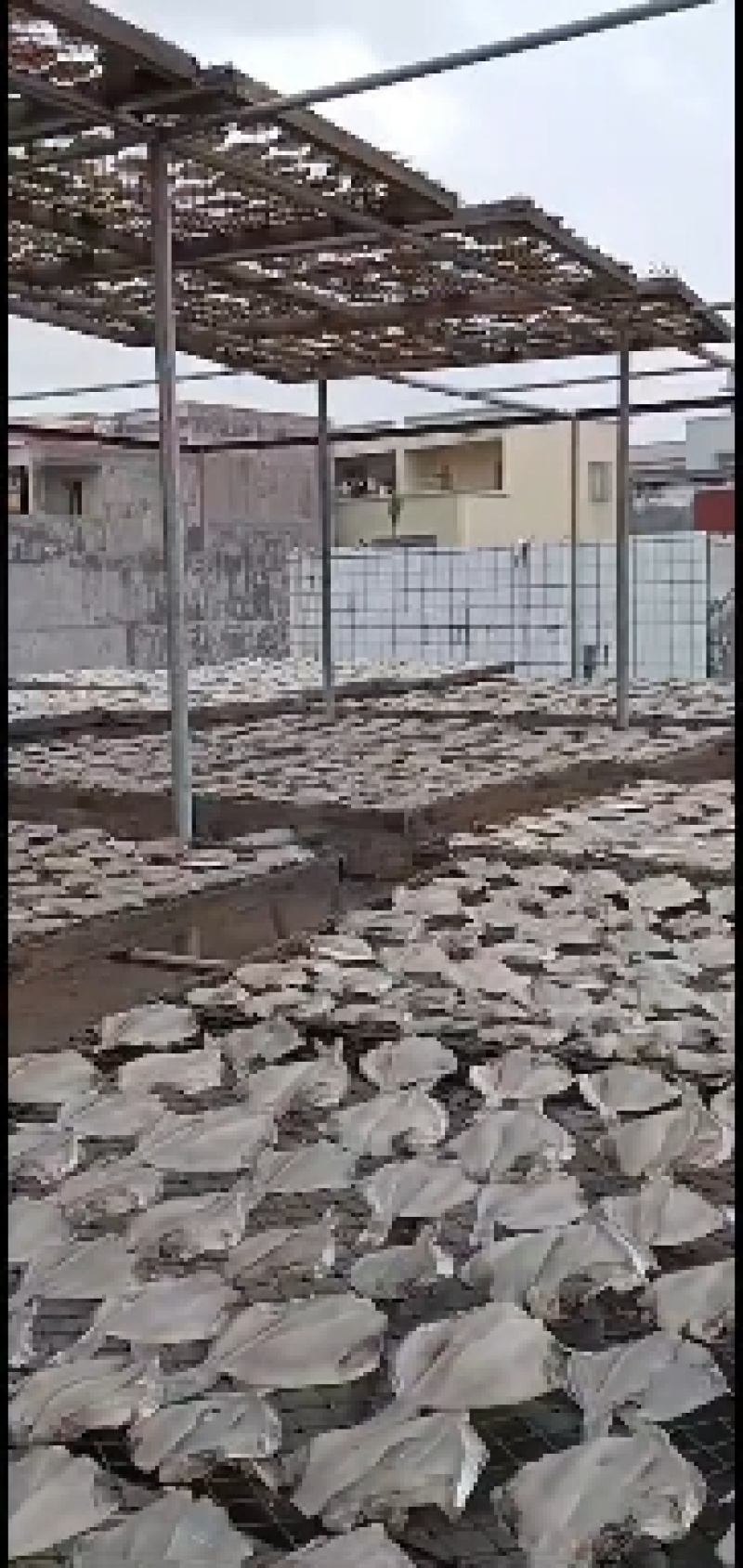 昌片鱼干