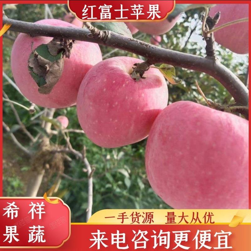 精品红富士苹果苹果上市一手货源全国发货