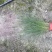 粉黛乱子草杯苗，粉黛乱子草成都基地实拍，粉黛乱子草哪里有