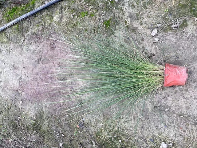 粉黛乱子草杯苗，粉黛乱子草成都基地实拍，粉黛乱子草哪里有