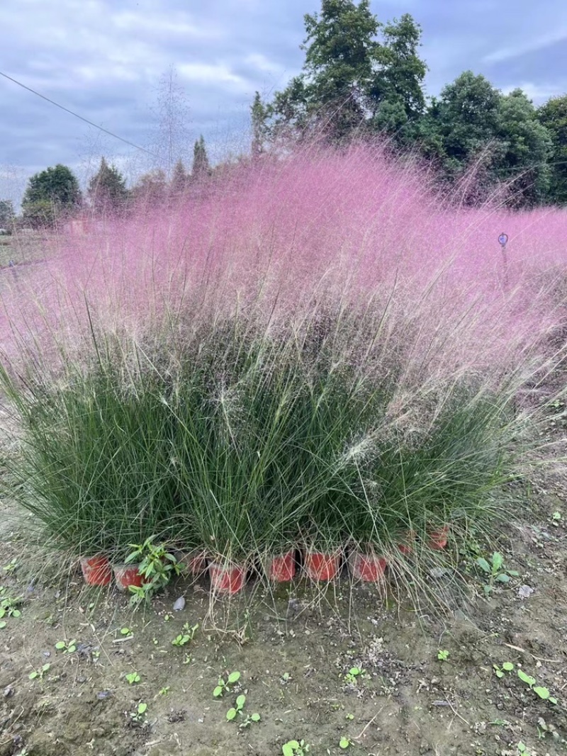 粉黛乱子草杯苗，粉黛乱子草成都基地实拍，粉黛乱子草哪里有